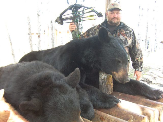 Our first cross-bow hunter since the law changed allowing cross-bows just a couple years ago. Ben\'s best bear ranged over 8 feet and a bit over 500 pounds. What a monster bear and one heck of a trophy. In all the guides estimated a bit over 50 browns and blacks were spotted during this hunt.