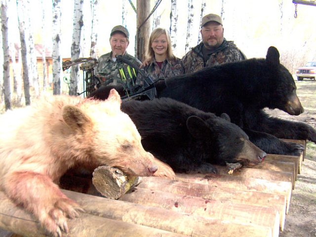 An enjoyable camp of hunters from the great, Salt Lake City area in Utah. 5 hunters and all tagged bear. Just another successful hunt, Brent with bow, Ashton with 300 rifle and her father Ben with cross-bow. Missing are son, Wyatt and friend, Bill who also tagged bear. Good going hunters.