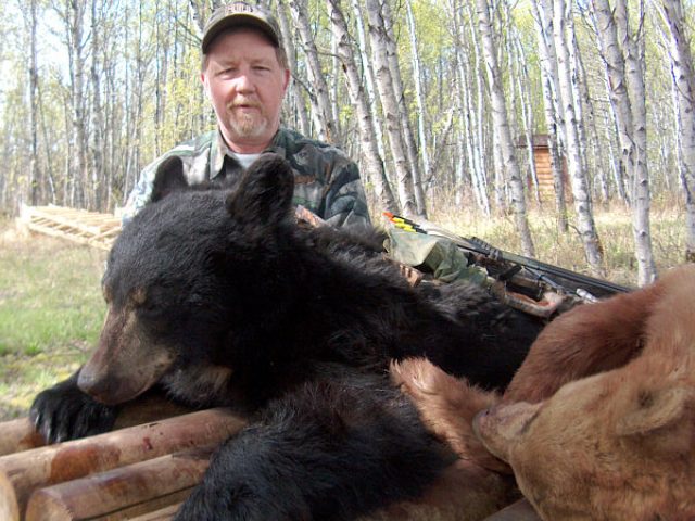 Archery hunter, Brent, with his baited Black Bear. While feeding out of a barrel filled with our special recipe of bear food this guy had no idea Brent\'s arrow was on it\'s way and he ended up being a rug for our hunter. With a very high color % of bears in our area hunters often get chances at all colors of bears.
