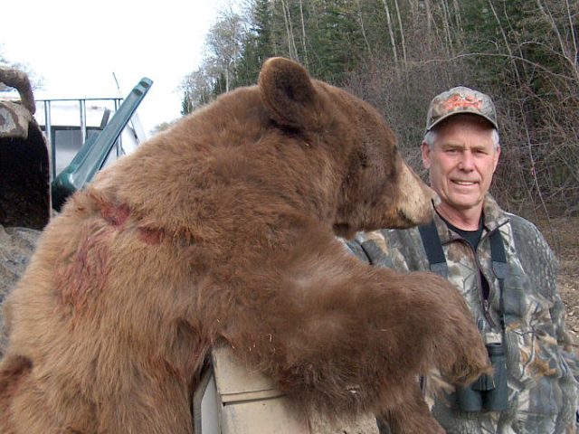 Thick spring hair on this medium chocolate brown bear offers the best of bear rug trophies. Doug took a brown phase black bear, a black bear and a coyote in just a few days on his non baited bear hunt. What else can I hunt? he jokes with a smile. Great fun and a great group of hunters.