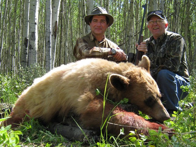 A near white bear and a darker brown each taken with a single shot. Stefano, from Italy couldn\'t speak the English language. Some translating from his hunting partner and a conglomeration of hand signals and gestures from his guide made his hunt a successful one with 2 bear. His smiles that told us his feelings and I wish we could have conversed. I was pleased to have him and his partner part of my spring bear hunting camp.