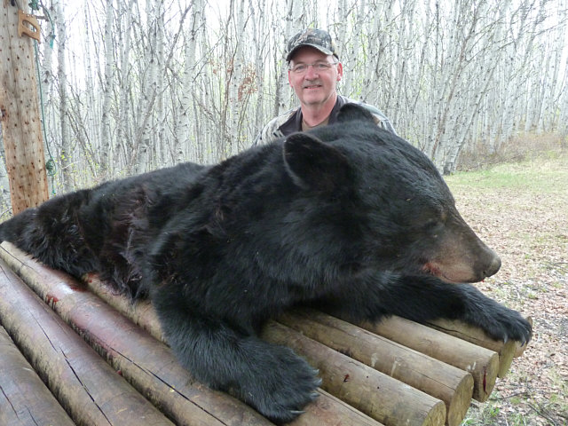 Another of the gigantic bears from our area. Measured at 552 pounds, this monster would have easily weighed in at 100 pounds more as a fall bear. Through his return trips, Mark soon became a good friend and I look forward to each of his visits. Always anticipating the best he continually brings excitement to our hunting camp and his guides always enjoy their week with Mark.