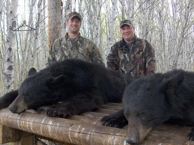 Friends Shauli and Ryan tagged these two bear on there mid May hunt. In addition to harvesting bear they had an adventure I am sure Shauli will remember for some time. Full of stories and providing a camp full of laughs they did their share of entertaining which always makes guiding much more fun. Thanks guys and the best to both of you on any future hunts.