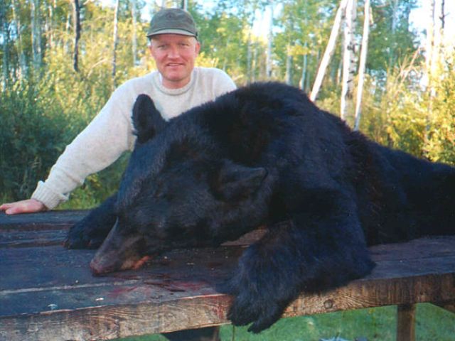 This hunter from, Denmark, did not miss his targets. Two shots gave him two bears and this one is a real bruin. A whopping 350 pounds of spring bear on a non-baited hunt. The bear\'s habit of feeding in the same location and near the same time each day offered an easy 2 bear hunt for this hunter.