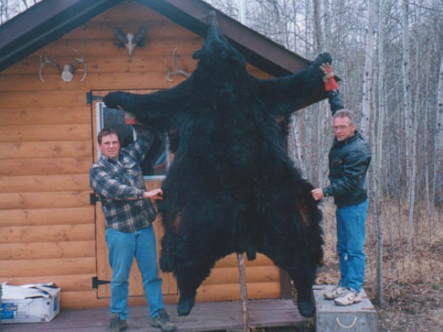 No matter how you call it, this monster 9 foot black bear is a trophy to be proud of. This 500 pound plus spring bear measured over 22 inches on the skull. 