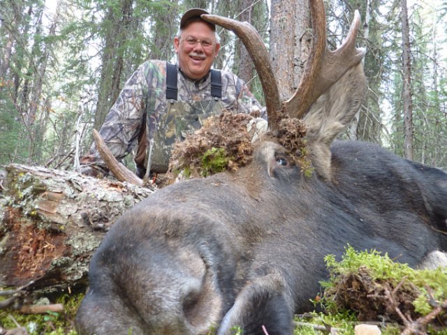 This is the 4th. time, Art has hunted in my camp. He has taken brown and black black bear, mule deer and now this young 33 inch bull on his 3rd day with an off hand shot at 250 yards. Taken through the lungs the bull did his short run before side swiping a large pine tree then pilling into the moss covered ground. We took the photo as he lay with the evidence scattered on his antlers and head.
