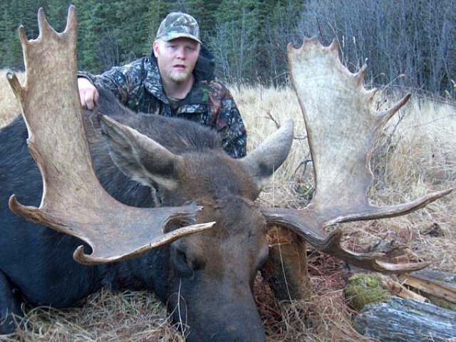 His wife, Tiff, did all the planning. Hoping to get the right outfitter she booked a moose hunt with us for her husband Marty and her father. Each tagged great bulls. Marty\'s bull hit the ground hard with a heart shot and broke the left antler inward but not totally off. Look closely to see the crack near the base. Still it measures around 50 inches. His taxidermist will fix this trophy for a great wall mount. Good going Marty.