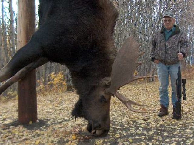 average moose weight