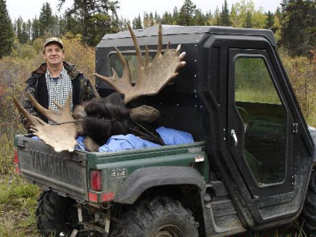 A real trophy for anyone\'s wall. November moose are usually comparable to the rut moose when it comes to the size of antlers. Often the average is a bit higher for November moose. Perhaps the best month for the larger trophies.