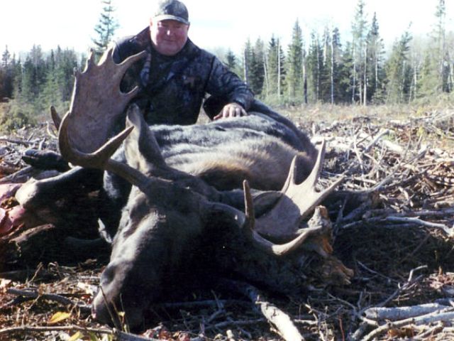 Hunting logging blocks always seems to produce numerous moose to choose from. Many times we have seen more than 20 moose on winter cut blocks feeding on the tender aspen leaves and young shoots from summer\'s growth. This happy client chose a bull in the low 40\'s. A great trophy and a great hunter.