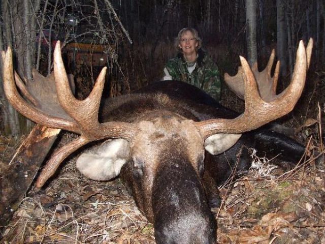 Check out the weight of the brow tines on Patti\'s bull moose. This spirited lady opened up on this bull and ended up with a 42\' inch wide trophy for her wall. An average sized set of antlers and a very impressive trophy that most would be proud to own. Her husband also tagged his bull in a clearing.