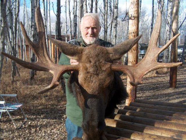 An average spread but a bit short on palm and paddle. Robert is pleased to pose with his trophy taken with a single shot. Robert\'s bullet impacted the bull squarely and nearly all of the lead stayed together, a perfect mushroom. This mid season rut bull is not yet mature but he was heavy into looking for cows.