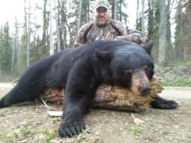 Perhaps the largest bear this spring, over 450 pounds which is always huge for any spring bear after hibernation.  Mike and his guide made their successful stalk and acquired a position that allowed the perfect shot.  Spot and stalk hunts, what can anyone say if they want this size of bear!  What a great trophy for anyone and our hunter added this guy to his first for a successful 2 bear hunt.