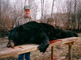 Another large black bear taken on a non-baited bear hunt. This bear was taken as it rambled along an open area in the woods in search of a sow for mating. These later hunts most often produce the biggest black bear of any hunts including our baited hunts. Non-baited and late season are some of the best.