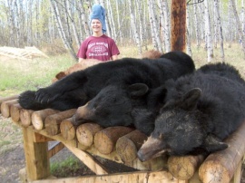 I couldn't help but include this candid photo of Ashton after her shower. Gleaming she poses behind the skinning table holding three bears. She harvested a brown and a black on her non baited hunt. Her brother also tagged two bear, a brown and a black, non baited as well. Pleased to have both in camp. Great fun.