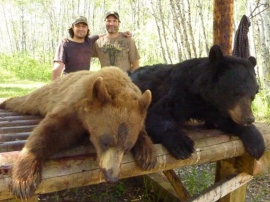 5 hunters in camp and each tagged 2 bear for a total of 10 bear taken. Another successful spot and stalk hunt. Alex was one of these hunters and he took this excellent brown bear along with a good sized black bear with rifle. It was a pleasure to have Alex and his hunting partner hunting with us. Great people, entertaining and professional hunters. I look forward to their next hunt with us.