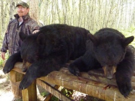 What a great group of hunters. 3 in this group and all tagged out. Here Michael is likely laughing at some joke a guide told him. Proud of his bear and we were real proud of him taking this 500 plus pounder on is spot and stalk hunt. I forget if this is his first of second bear this spring but he tagged 2 great bears. 50% of all bears taken this spring were a brown color phase of the black bear. Who else can get those color percentages?