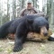 Perhaps the largest bear this spring, over 450 pounds which is always huge for any spring bear after hibernation.  Mike and his guide made their successful stalk and acquired a position that allowed the perfect shot.  Spot and stalk hunts, what can anyone say if they want this size of bear!  What a great trophy for anyone and our hunter added this guy to his first for a successful 2 bear hunt.