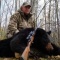 Bruce chose a non-baited hunt and got to spot and stalk this huge black bear while it fed in a field. Among other foods an oat field is an excellent magnet for black bear. A great prize for anyones trophy room and he didn\'t pass up his shot. Another super black bear on a non-baited hunt.