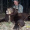 An active member of his states turkey association, Ron tagged this dark chocolate brown bear on his non baited hunt. This professional hunter wanted the best and he received one of the best of the bears. This huge brown made the mistake of getting into Ron\'s sights and one shot brought down this wonderful trophy.