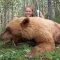 After missing an even lighter coloured brown bear, Ruby, became more serious with her shooting and the next bear in her sights dropped in its tracks. This light coloured brown taken on another non-baited hunt has provide her with a great trophy for her room. A great young lady who provided much entertainment in camp. She and her father each took home a brown. 