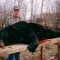 Another large black bear taken on a non-baited bear hunt. This bear was taken as it rambled along an open area in the woods in search of a sow for mating. These later hunts most often produce the biggest black bear of any hunts including our baited hunts. Non-baited and late season are some of the best.