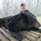Another of the gigantic bears from our area. Measured at 552 pounds, this monster would have easily weighed in at 100 pounds more as a fall bear. Through his return trips, Mark soon became a good friend and I look forward to each of his visits. Always anticipating the best he continually brings excitement to our hunting camp and his guides always enjoy their week with Mark.