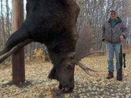 The largest body weight of any bull moose in the previous 2 years to reach our local butcher. Ten year return client, Jon, stands beside his monster bull, his 10th bull in our camp. A tough animal with one broken antler and one blind eye. Someone is bigger!