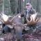 Last season we took several bulls around the 50 inch mark. Many were in the record book class but all were trophies for the hunter who harvested each bull moose. Here Rick smiles for the camera as he kneels beside an 1800 pound moose. What a trophy.