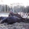 Ken hunted a mid October hunt for a trophy moose. Here is his trophy bull moose and pretty nice bull at that. It wasn\'t long before all hunters tagged out and we had days to tell stories and tell our special techniques on just how to get the next bull. A drink or two was exchanged but mostly stories. Good hunting Ken and I hear your moose meat is very tasty. 