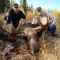 50 inches of bull moose puts it close to the record book depending of quality.  This trophy is close so not bad for a trophy collection and a dream come true.  A nice shot and a quality bull moose made for a happy hunter.