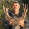 His second buck, 22 inches wide and 12 points. We tracked this trophy mule deer over a mile. Out of arrows, Art borrowed my hunting knife and jumped for his staggering wounded trophy. One flip on the buck\'s antlers and the animal landed on his side. A moment later we were taking photos.